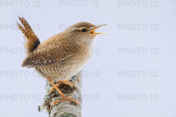 Eurasian Wren (Troglodytes troglodytes)