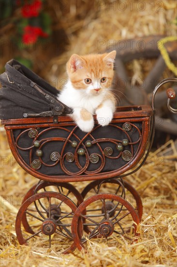 British Shorthair cat