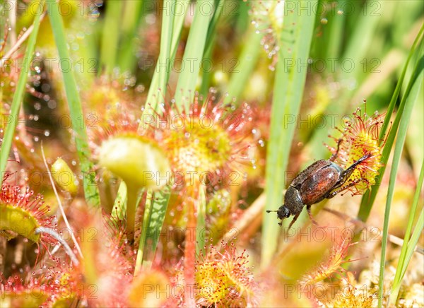 Common sundew (Drosera rotundifolia)