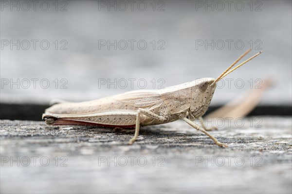 Large gold grasshopper (Chrysochraon dispar)