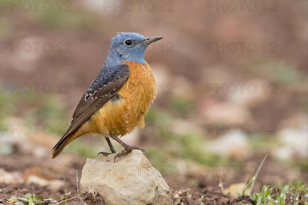 Common Rock Thrush (Monticola saxatilis)