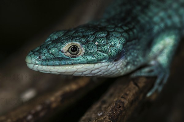 Abronia graminea (Abronia graminea) in Terrarium