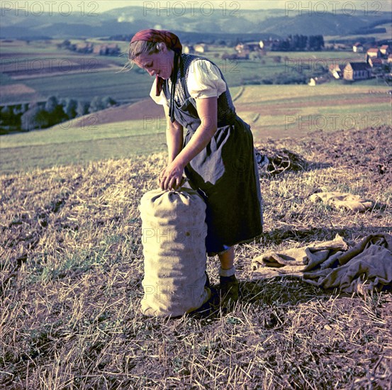Woman harvests potatoes and collects them in a jute bag