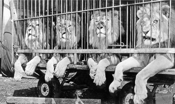 Four lions in the cage of a circus