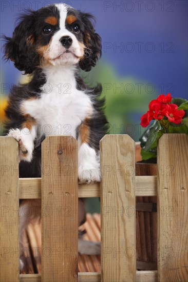 Cavalier King Charles Spaniel