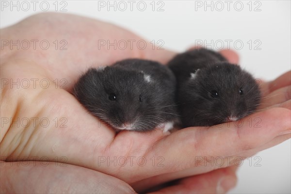 Djungarian hamsters (Phodopus sungorus)