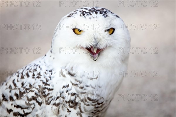 Snowy owl (Bubo scandiacus)