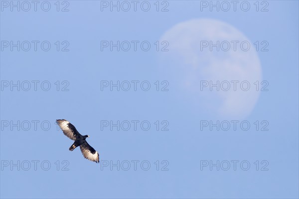 Verreaux's Eagle (Aquila verreauxii)