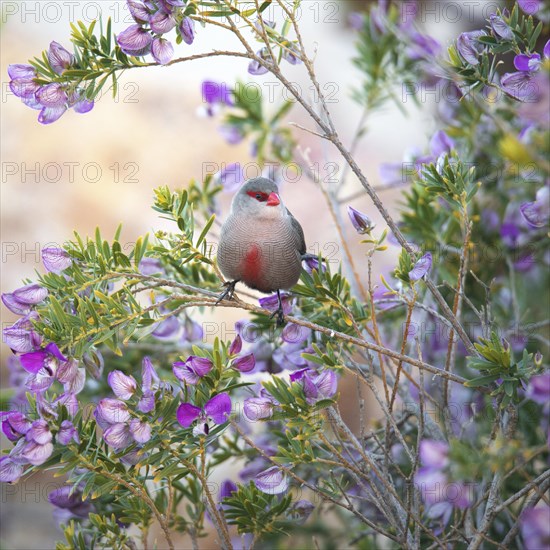 Common waxbill (Estrilda astrild)