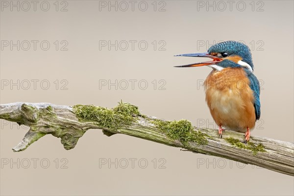 Common kingfisher (Alcedo atthis)