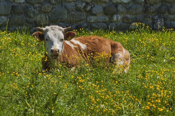 Simmental cattle on pasture