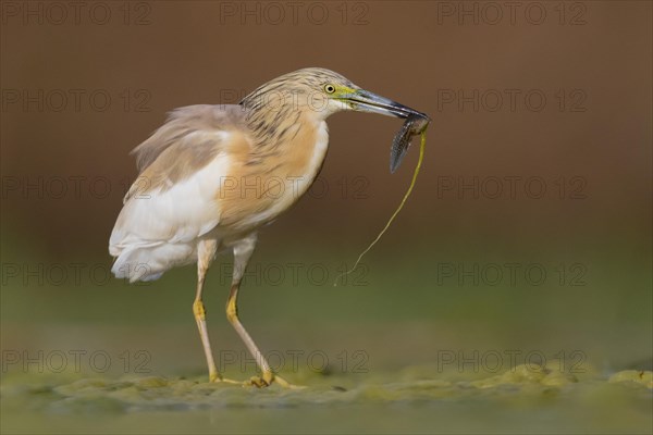 Squacco Heron (Ardeola ralloides)