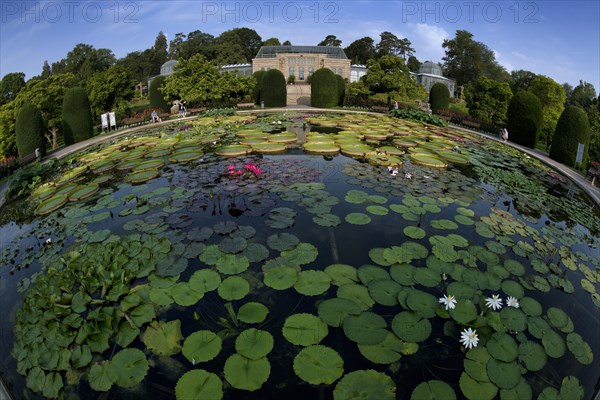 Lily pond