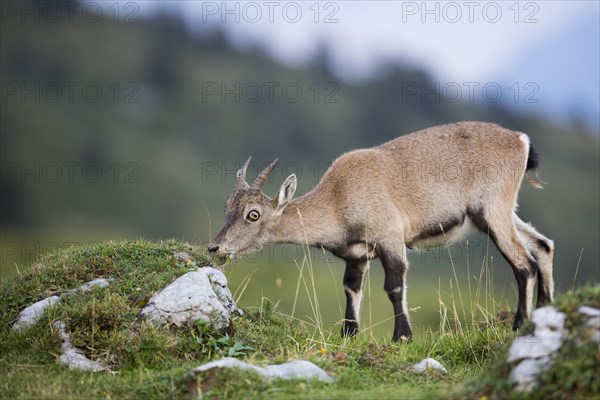 Alpine Ibex (Capra ibex) feeding