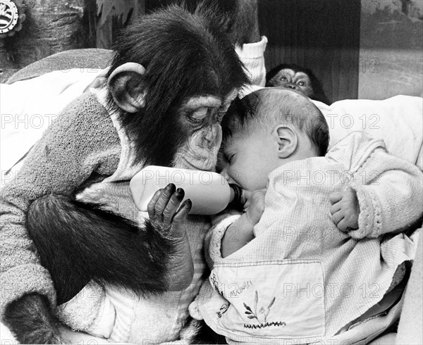 Chimpanzee trying to feed baby