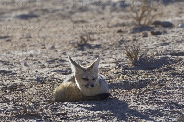 Cape fox (Vulpes chama)