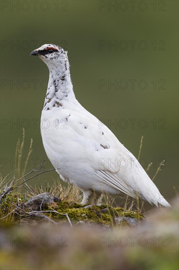 Icelandic Rock Ptarmigan (Lagopus lagopus islandorum)