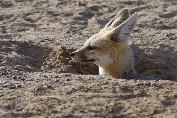 Cape fox (Vulpes chama)