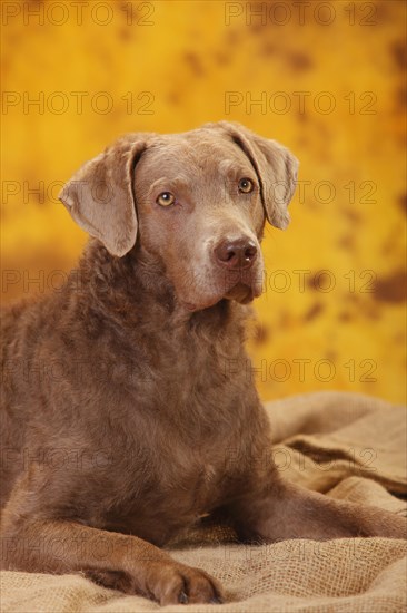 Chesapeake Bay Retriever