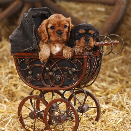 Cavalier King Charles Spaniel