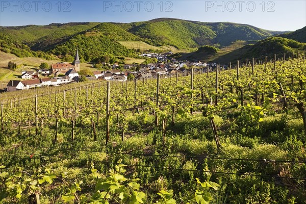 View over the vineyards to the place Mayschoss