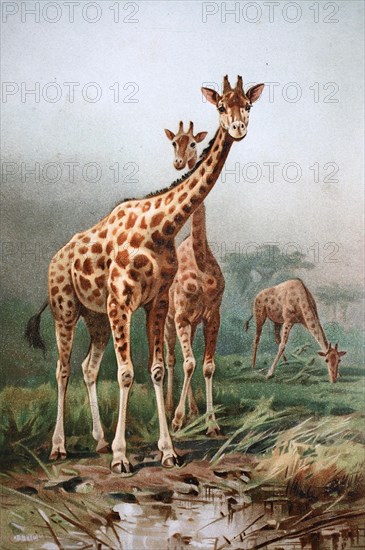 Historical image of Rothschild's giraffe (Giraffa camelopardalis rothschildi)