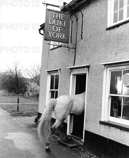 Horse goes into a house