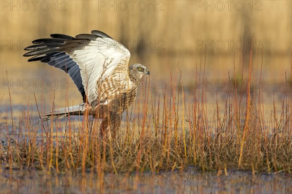 Western marsh-harrier (Circus aeruginosus)