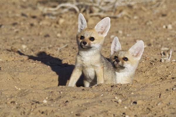Cape foxes (Vulpes chama)