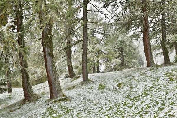 Forest with larch