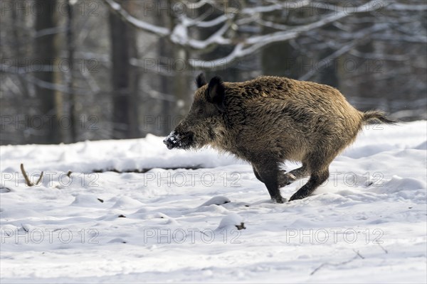 Wild boar (Sus scrofa)