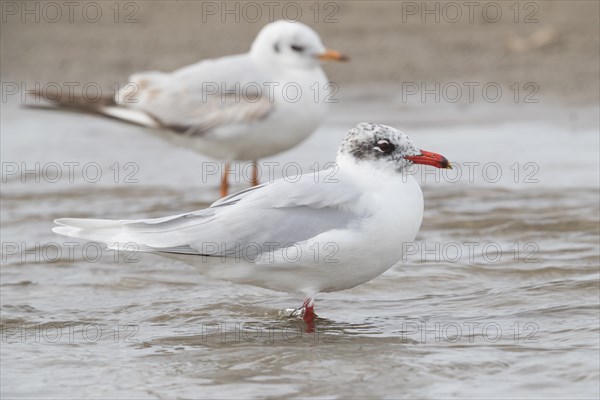 Mediterranean Gull (Ichthyaetus melanocephalus)