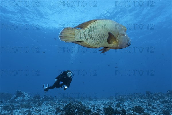 Diver watches Humphead Wrasse (Cheilinus undulatus) swims over coral reef