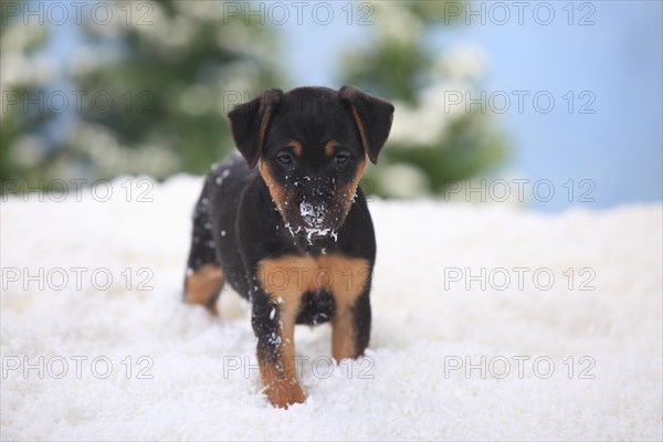 German hunting terrier