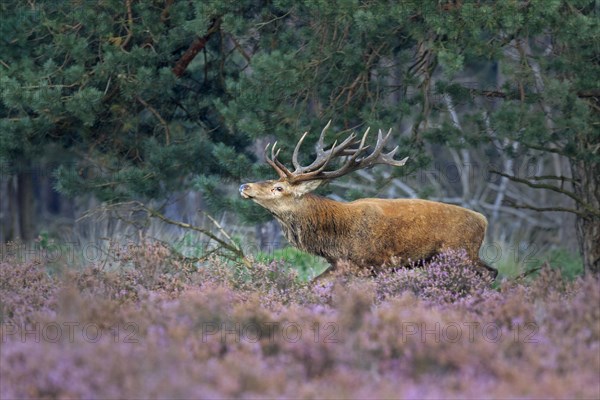 Red deer (Cervus elaphus) runs between Heathers (Calluna vulgaris) at the edge of the forest