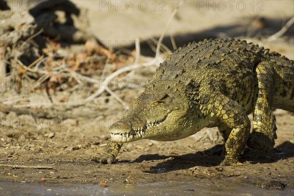 Nile Crocodile (Crocodylus niloticus)