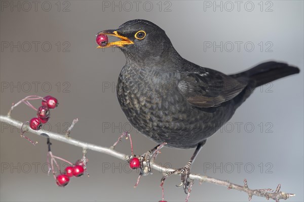 Common Blackbird (Turdus merula)