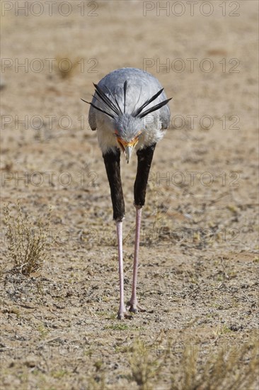 Secretary bird (Sagittarius serpentarius)