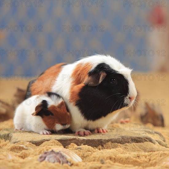 English Crested guinea pigs