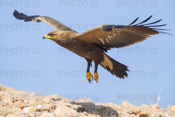 Lesser Spotted Eagle (Aquila pomarina)