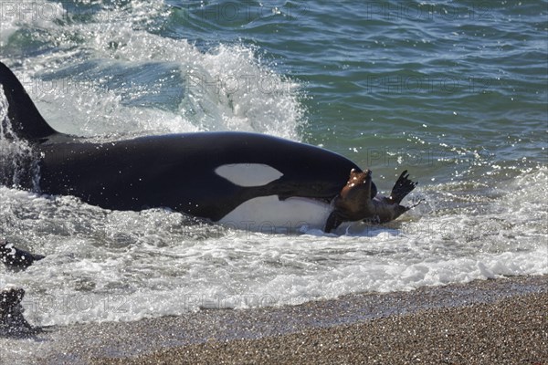 Orca (Orcinus orca) attacking sea lion pups (Otaria flavescens) at the beach