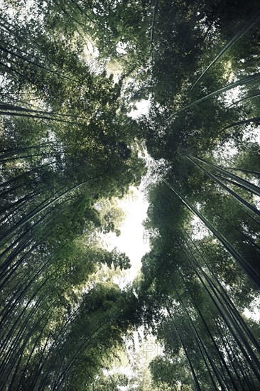 Arashiyama bamboo forest