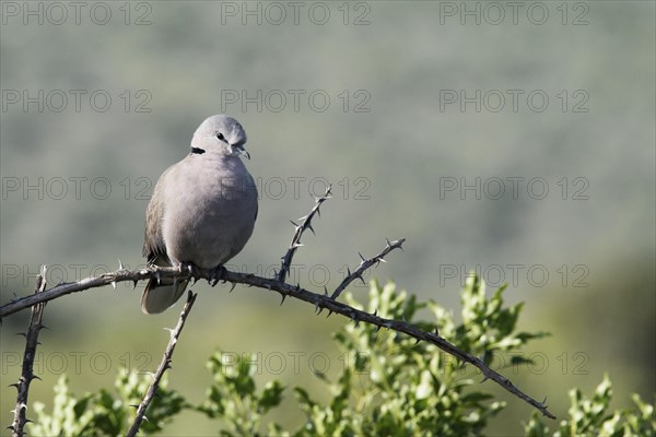 Ring-necked Dove (Streptopelia capicola)