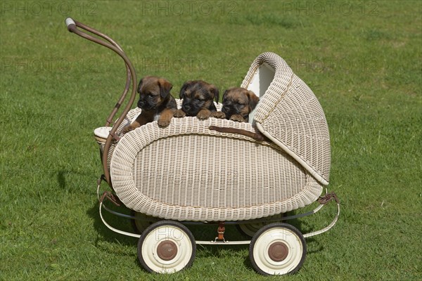 Border Terrier Puppies