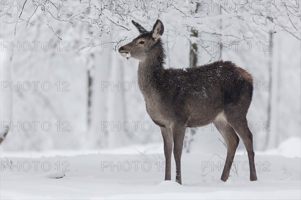 Red deer (Cervus elaphus)