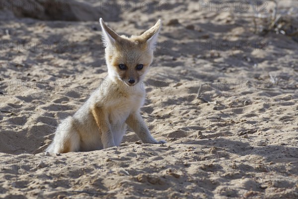 Young Cape fox (Vulpes chama) looking out from burrow entrance
