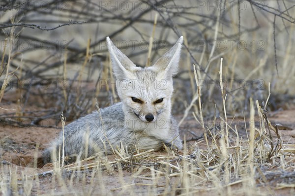 Cape fox (Vulpes chama)