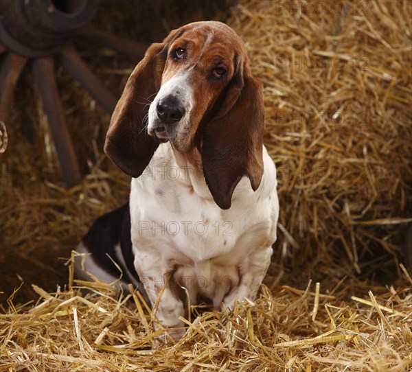 Basset Hound