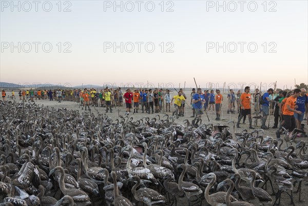 Volunteers at the Laguna de Fuente de Piedra have captured immature Greater Flamingos (Phoenicopterus roseus) which will be ringed and go through a medical check