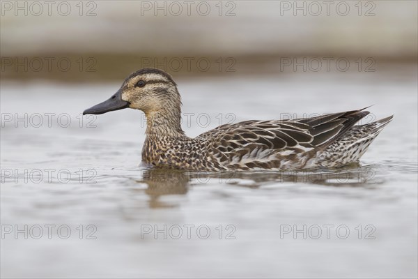 Garganey (Anas querquedula)